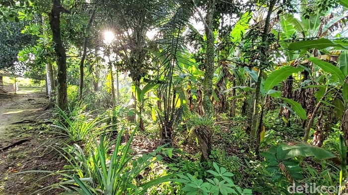 Sedikitnya 30 hektar lahan sawah di Kampung Cilulumpang dan Ciseupan, Desa Kertamukti, Kecamatan Warungkiara, Kabupaten Sukabumi hilang akibat rusaknya saluran irigasi di kawasan tersebut.