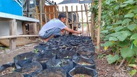 Dia menyebutkan beberapa tanaman ditanam di kebun warga tersebut, diantaranya kangkung, sosin, dan lain-lain. Sementara untuk kategori Tanaman Obat Keluarga (TOGA), kata dia, ada kuning hitam, batrawali, jahe merah, jahe putih, dan sebagainya. 