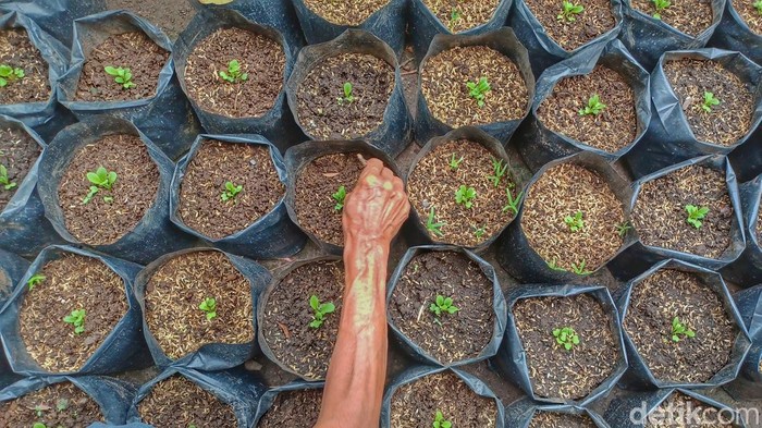 Dibuat dengan Mandiri, Kebun Warga di Cileunyi Bantu Ketahanan Masyarakat Semangat membantu sesama manusia terus dilakukan oleh salah satu warga di Cileunyi Kabupaten Bandung. Bahkan membantu warga tersebut diwujudkan dengan membuat kebun warga.