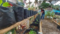 Kebun warga tersebut berisikan tanaman hias, tanaman pangan, hingga tanaman obat-obatan. Jika sudah masa panen, tanaman tersebut langsung didistribusikan ke seluruh warga yang ada di lingkungan tersebut. 