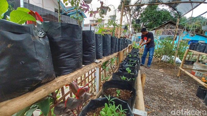 Dibuat dengan Mandiri, Kebun Warga di Cileunyi Bantu Ketahanan Masyarakat Semangat membantu sesama manusia terus dilakukan oleh salah satu warga di Cileunyi Kabupaten Bandung. Bahkan membantu warga tersebut diwujudkan dengan membuat kebun warga.