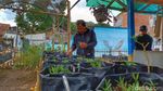 Giat Warga Cileunyi Bangun Kebun Bantu Ketahanan Masyarakat