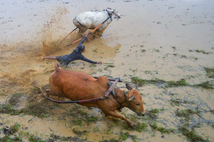 Joki memacu sapinya saat digelarnya even perdana Pacu Jawi di Nagari Labuah Parambahan, Kabupaten Tanah Datar, Sumatera Barat, Sabtu (5/2/2022). Pemkab Tanah Datar menggelar agenda pariwisata pertama pada 2022 diawali dengan even pacu jawi yang sudah setahun vakum dan dihadiri ratusan masyarakat. ANTARA FOTO/Iggoy el Fitra/hp.