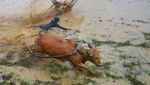 Aksi Pacu Jawi di Nagari Labuah Parambahan