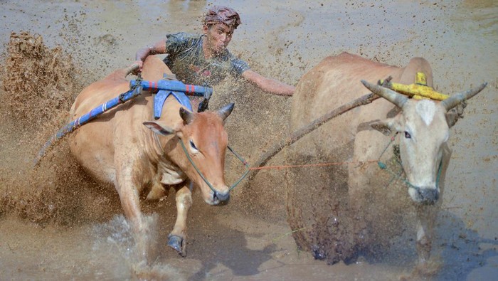 Joki memacu sapinya saat digelarnya even perdana Pacu Jawi di Nagari Labuah Parambahan, Kabupaten Tanah Datar, Sumatera Barat, Sabtu (5/2/2022). Pemkab Tanah Datar menggelar agenda pariwisata pertama pada 2022 diawali dengan even pacu jawi yang sudah setahun vakum dan dihadiri ratusan masyarakat. ANTARA FOTO/Iggoy el Fitra/hp.