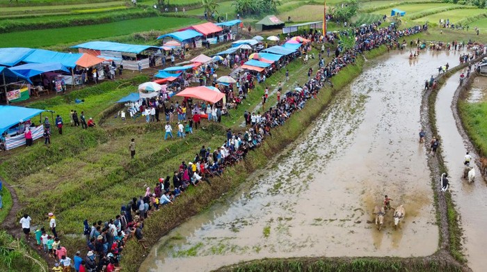 Joki memacu sapinya saat digelarnya even perdana Pacu Jawi di Nagari Labuah Parambahan, Kabupaten Tanah Datar, Sumatera Barat, Sabtu (5/2/2022). Pemkab Tanah Datar menggelar agenda pariwisata pertama pada 2022 diawali dengan even pacu jawi yang sudah setahun vakum dan dihadiri ratusan masyarakat. ANTARA FOTO/Iggoy el Fitra/hp.