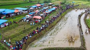 Aksi Pacu Jawi di Nagari Labuah Parambahan