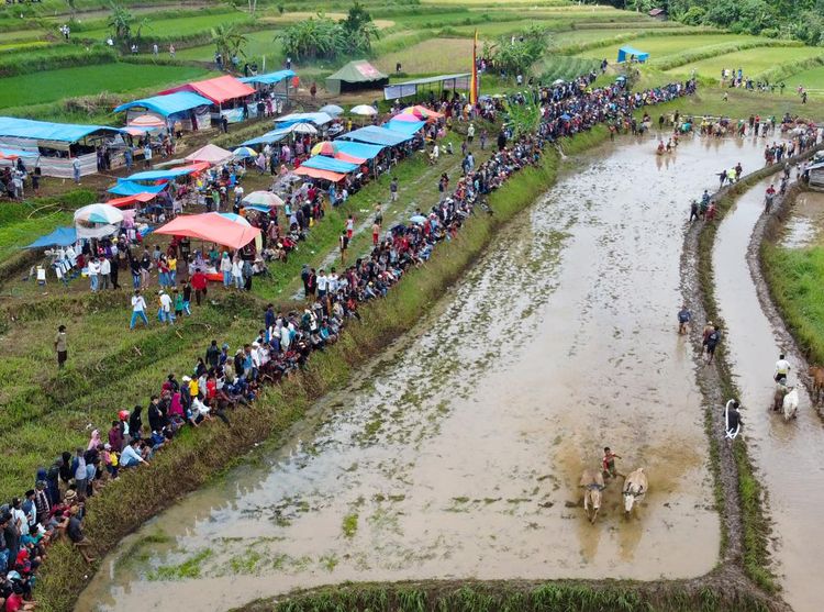 Aksi Pacu Jawi di Nagari Labuah Parambahan