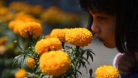 Aroma wangi langsung terasa ketika menjejakkan kaki di Rumah Atsiri, Tawangmangu, Jawa Tengah. Tidak heran, Rumah Atsiri memang merupakan tempat pembuatan minyak atsiri atau yang lebih popular dengan nama minyak esensial (essential oil) sekaligus tempat wisata edukasi untuk mengenal tanaman aromatik dan kegunaannya. 