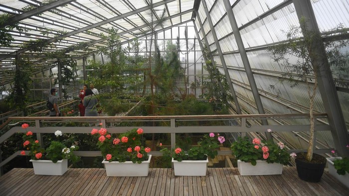 HARUM MEWANGI RUMAH ATSIRI Sejumlah tanaman atsiri dipajang di taman aromatik Rumah Atsiri Indonesia, Tawangmangu, Karanganyar, Jawa Tengah