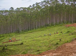 Lahan buat Investor di IKN Disiapkan hingga 800 Hektare