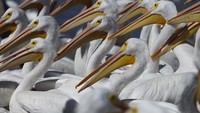 Pelikan putih merupakan salah satu burung terbesar di Kanada dan AS.