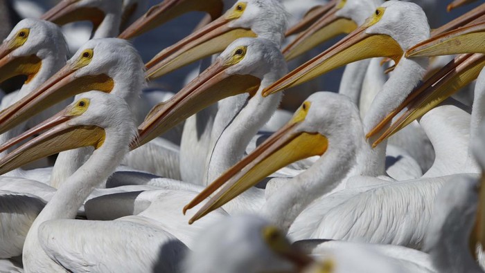 A tourist feeds a squadron of pelicans in Petatan, Mexico, Saturday, Feb. 5, 2022. The pelicanos borregones, or white pelicans, come to Mexico every year to escape the bitter cold of the north, flying from Canada and the U.S. to the warmer climate of Petatan Island, located on Lake Chapala in Michoacan state. (AP Photo/Armando Solis)