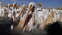 Dalam perjalannya mereka singgah di Danau Chapala, Meksiko, sejak seminggu lalu.