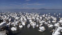 Pelikan putih ini menempuh perjalanan ribuan kilometer untuk mencari cuaca yang lebih hangat di Pulau Petatan, yang terletak di negara bagian Michoacan.