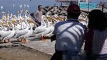 Migrasi Burung Pelikan Jadi Wisata Dadakan di Meksiko