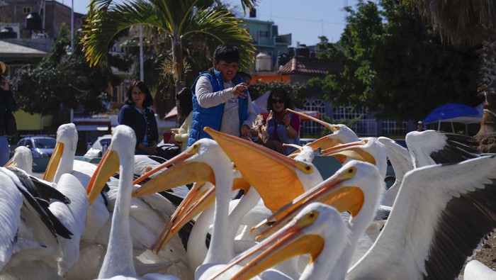Migrasi Burung Pelikan Jadi Wisata Dadakan di Meksiko A tourist feeds a squadron of pelicans in Petatan, Mexico, Saturday, Feb. 5, 2022. The pelicanos borregones, or white pelicans, come to Mexico every year to escape the bitter cold of the north, flying from Canada and the U.S. to the warmer climate of Petatan Island, located on Lake Chapala in Michoacan state. (AP Photo/Armando Solis)