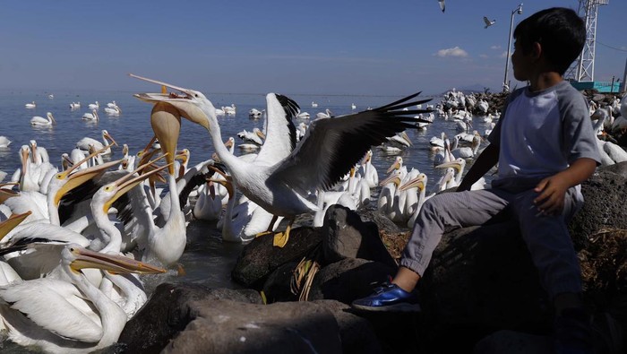 Migrasi Burung Pelikan Jadi Wisata Dadakan di Meksiko A tourist feeds a squadron of pelicans in Petatan, Mexico, Saturday, Feb. 5, 2022. The pelicanos borregones, or white pelicans, come to Mexico every year to escape the bitter cold of the north, flying from Canada and the U.S. to the warmer climate of Petatan Island, located on Lake Chapala in Michoacan state. (AP Photo/Armando Solis)