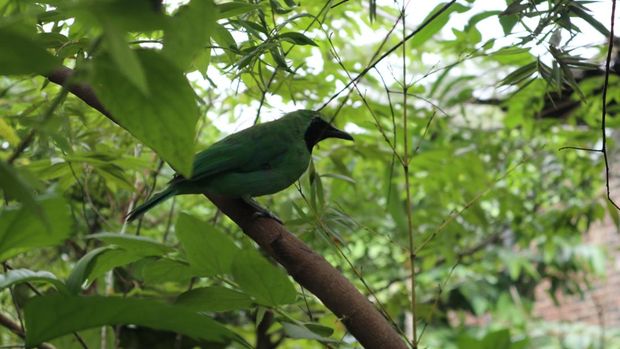 Pemilik aviari di Majalengka Yudi Praselo