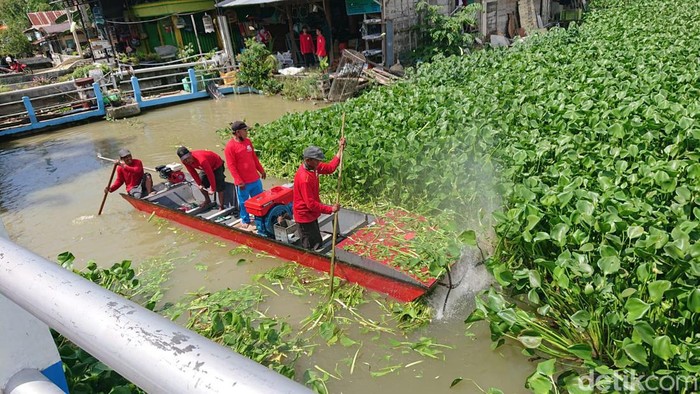 perahu penghancur eceng gondok