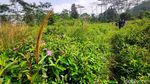 Trekking di Sentul Bonus Nikmati Segar-Asrinya Curug Ciburial, Mau?