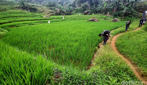 Nah, kalau area persawahan ini adalah merupakan salah satu jalur yang akan kita lalui saat ingin menuju ke curug Ciburial, curug Kembar dan curug Hordeng ini. Segar dan Indah bukan? Nah, kalau area persawahan ini adalah merupakan salah satu jalur yang akan kita lalui saat ingin menuju ke curug Ciburial, curug Kembar dan curug Hordeng ini. Segar dan Indah bukan?