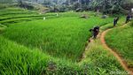 Trekking di Sentul Bonus Nikmati Segar-Asrinya Curug Ciburial, Mau?