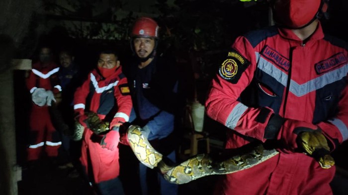 Ular sanca diperkirakan memiliki panjang 4 meter muncul di samping mal di Makassar, Sulsel, Sabtu (5/2/2022) dini hari.