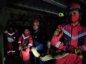 Hiii...Ular Sanca 4 Meter Muncul di Samping Mal Makassar Sulsel
