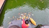 Kita juga bisa lho memberi makan ikan dengan pelet yang disediakan di kasir. Harganya Rp 10 ribu untuk 1 kantong kecil pelet.