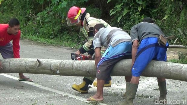 Evakuasi pohon tumbang di Jalur Banjarnegara-Dieng, Senin (7/22/2022). Pohon ini tumbang disapu angin kencang.