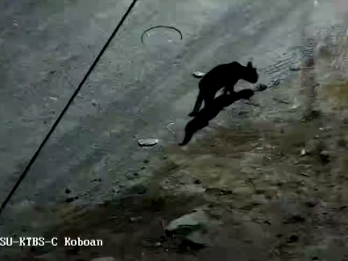 Ada penampakan hewan berkaki empat yang terekam CCTV pos pantau Semeru di Desa Supiturang, Kecamatan Pronojiwo. Hewan tersebut sempat diduga macan kumbang.