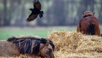 Seekor burung gagak terbang di atas kuda di peternakan Wehrheim, Frankfurt, Jerman, Minggu (6/2/2022).  Kuda terkenal kuat dan bisa berkelana selama masih ada rumput. Namun, sayap membuat burung bisa ke mana saja tanpa dipagari teritori dan zona. (AP Photo/Michael Probst)