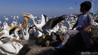 Anak kecil melihat kawanan Burung Pelikan di Petatan, Meksiko, Sabtu (5/2/2022). Jika hidup di era Yunani kuno, ia akan kagum tentang bagaimana burung bisa menikmati kebebasannya. (AP Photo/Armando Solis)
