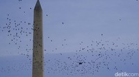 Monumen nasional Washington tinggi menjulang saat dilintasi burung jalak dan helikopter kepresidenan, Marine One, di Washington DC, AS , Minggu (30/1/2022). Salah satu ironi monumen kebebasan ini dibangun oleh oleh para budak.
