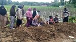 Momen Pemakaman 6 Korban Kecelakaan Maut Bantul di 1 Liang Lahad