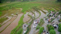 Traveler pernah mencoba kuliner di antara hamparan sawah yang di mana? (ANTARA FOTO/Iggoy el Fitra)