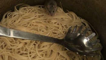 Selera makan langsung anjlok melihat ada tamu tak diundang. Foto: Bored Panda