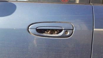 Ada laba-laba besar di pintu mobil, bikin bergidik. Foto: Bored Panda