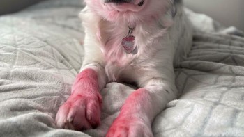 Lipstik terpaksa direlakan karena dimainkan anjing kesayangan. Repot juga membersihkannya. Foto: Bored Panda