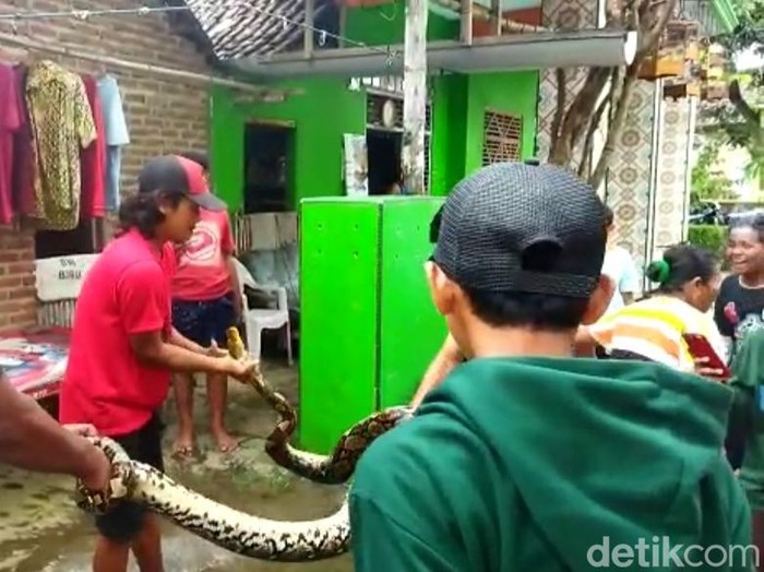 Kemunculan ular sanca kembang di kebun tebu Desa Jambuwok, Trowulan, Mojokerto membuat takut para pekerja. Warga pun beramai-ramai menangkap reptil sepanjang 3,5 meter tersebut.