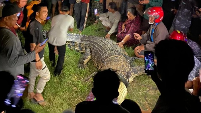 Warga tangkap buaya berkalung ban di Kota Palu, Sulteng (Dok. Istimewa)