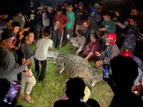 Warga tangkap buaya berkalung ban di Kota Palu, Sulteng (Dok. Istimewa)