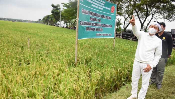 Belum lama ini Komisi IV DPR RI melakukan kunjungan kerja ke Desa Jambanan, Kecamatan Sidoharjo, Kabupaten Sragen untuk meninjau kawasan pertanian dalam menangani hama tikus.