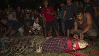 Buaya liar tersebut berhasil dibebaskan dari ban bekas yang melilit lehernya sejak 2016 lalu. ANTARA FOTO/Basri Marzuki 