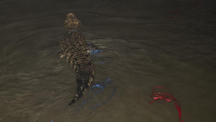 Buaya Berkalung Ban Bekas di Palu Berhasil di Bebaskan Buaya liar berenang kembali di sungai setelah dilepaskan dar ban bekas yang meliongkar pada lehernya di Palu, Sulawesi Tengah, Senin (7/2/2022). Buaya liar tersebut berhasil dibebaskan dari ban bekas yang melilit lehernya sejak 2016 lalu dan dilepaskan kembali ke sungai yang menjadi habitatnya. ANTARA FOTO/Basri Marzuki/rwa.