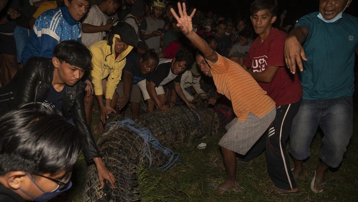Buaya Berkalung Ban Bekas di Palu Berhasil di Bebaskan Buaya liar berenang kembali di sungai setelah dilepaskan dar ban bekas yang meliongkar pada lehernya di Palu, Sulawesi Tengah, Senin (7/2/2022). Buaya liar tersebut berhasil dibebaskan dari ban bekas yang melilit lehernya sejak 2016 lalu dan dilepaskan kembali ke sungai yang menjadi habitatnya. ANTARA FOTO/Basri Marzuki/rwa.
