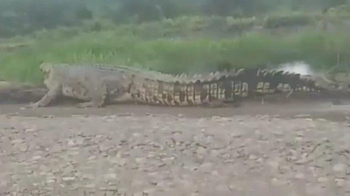Buaya sepanjang 5 meter naik ke daratan resahkan warga Banyuasin