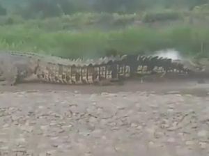 Buaya Muara 5 Meter Berkeliaran di Daratan Resahkan Warga Banyuasin