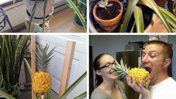 Menanam nanas di dalam rumah. Foto: Boredpanda